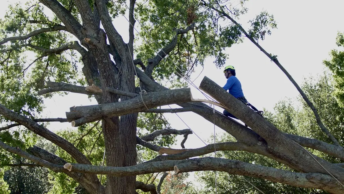 Professional Crown Thinning performed by certified arborists in Combes